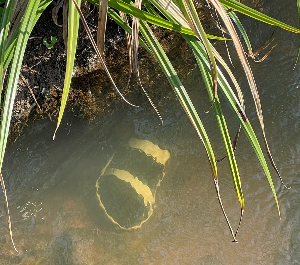Body discovered partially submerged in a river in KZN 2 364026692 677411567745939 8629532701274974839 n e1690628278620