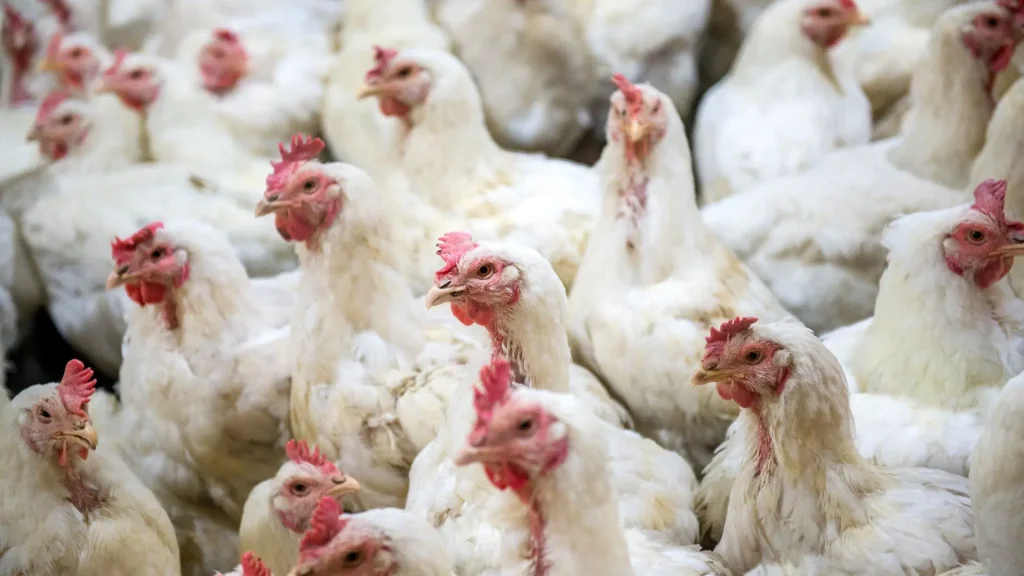 Agriculture minister meets retailers over Avian Influenza impact 1 Agriculture minister meets retailers over Avian Influenza impact
