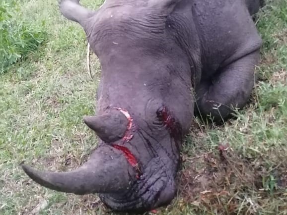 Suspect arrested for rhino poaching 1 Suspect arrested for rhino poaching