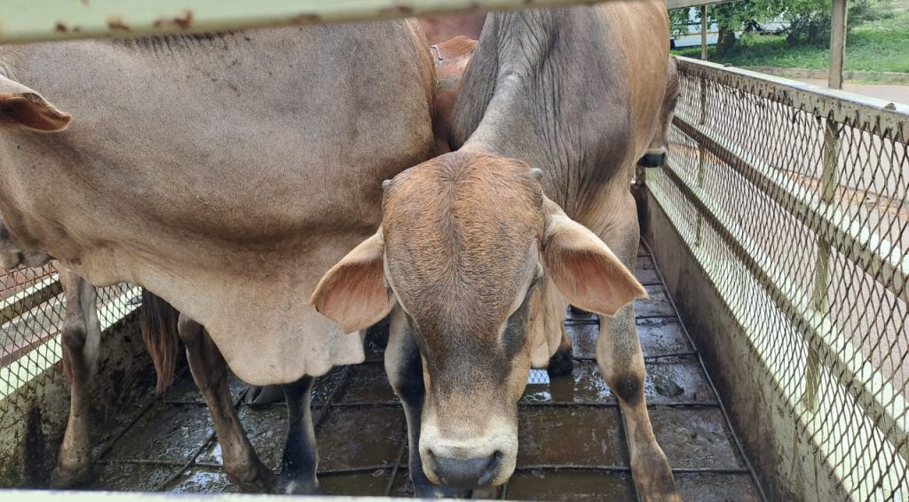 Trio to appear in court for stock theft 1 Trio to appear in court for stock theft