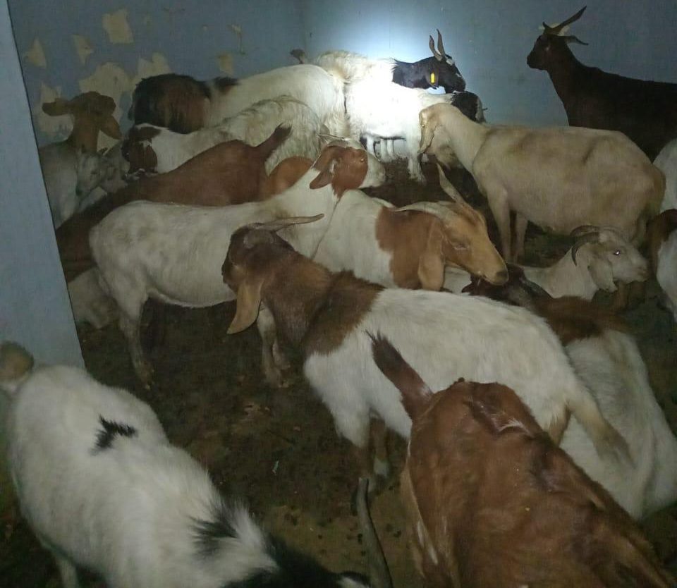 Eight suspects busted in separate incidents for stock theft 1c (1)