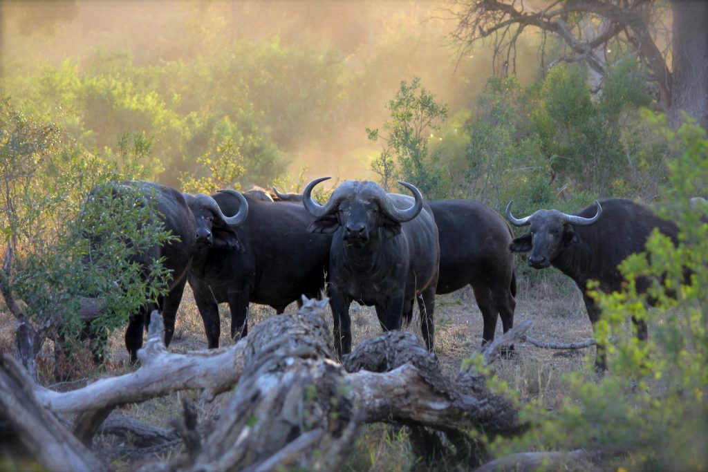 Field ranger injured in Buffalo attack