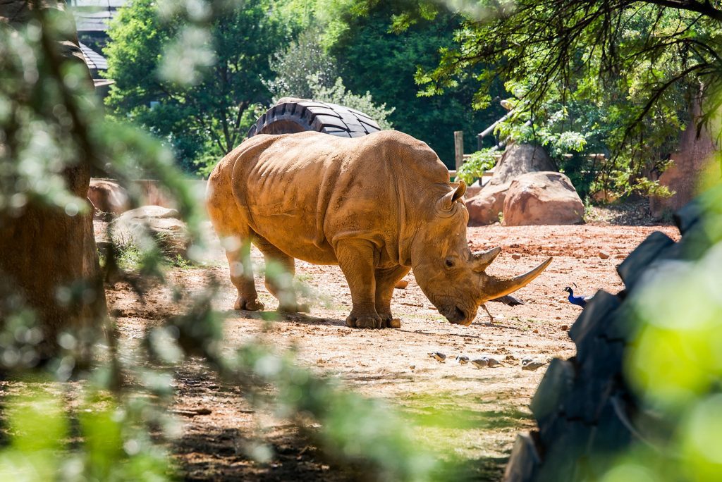 Free access to explore the Zoo for Senior Citizens 1 Free access to explore the Zoo for Senior Citizens