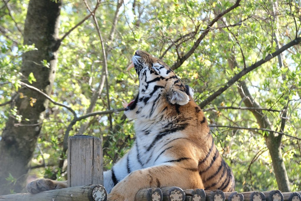 Free access to explore the Zoo for Senior Citizens 2 460265717 943224857843226 7959345657297620721 n