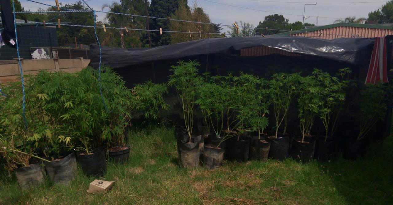 Police bust large-scale dagga operation in Sasolburg 470231184_1000801092071531_1871734877505081856_n