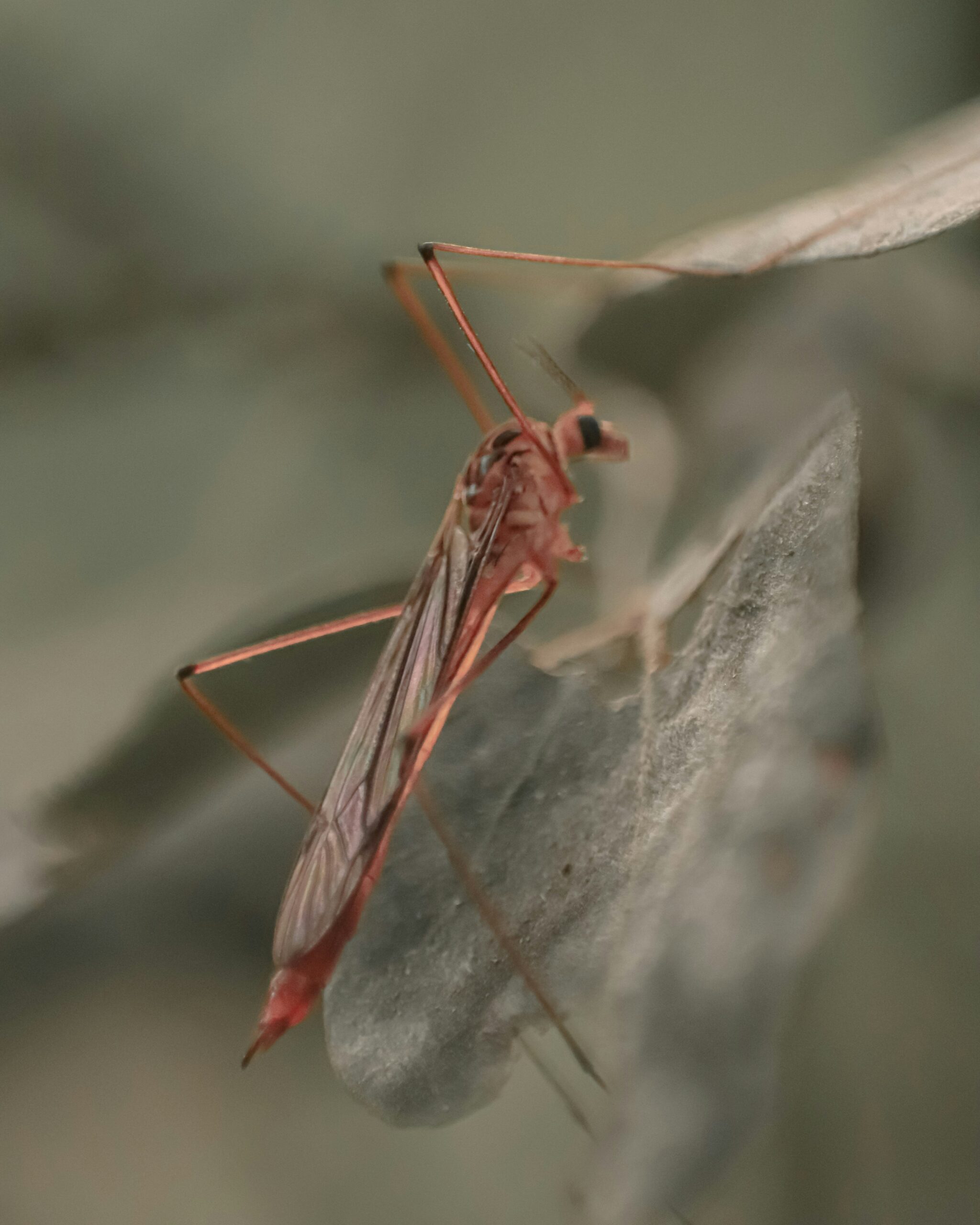 Travellers urged to be vigilant against malaria during Easter holidays simon-reza-3fdp9XxDmcY-unsplash