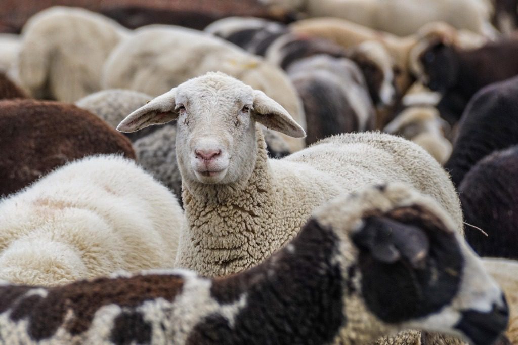 Foot-and-mouth crisis: Midvaal municipality offers additional property tax break 1 The Midvaal local municipality has granted an extra 10% property rate rebate for agricultural properties affected by foot-and-mouth disease.