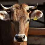 alexas_fotos-cow-3383624_1920